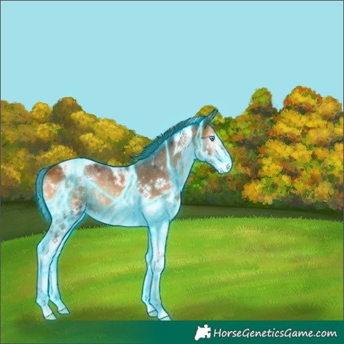 Horse Color:Thunderstruck Bay Onyx Splash Tobiano 