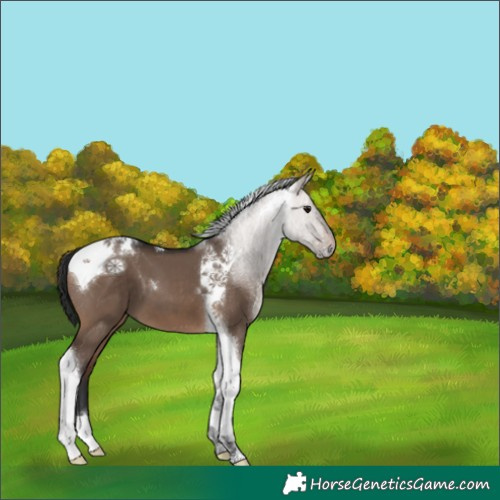 Horse Color:Brown Dun Tobiano 