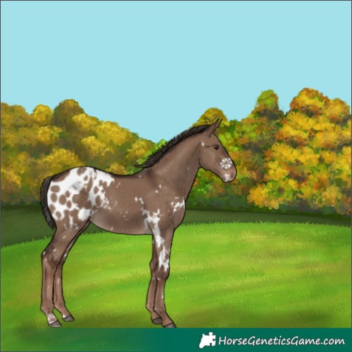 Horse Color:White Spotted Liver Red Dun Appaloosa 