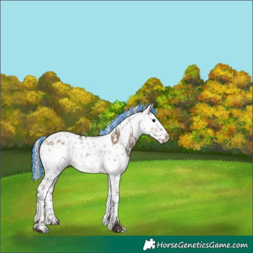 Horse Color:Painted White Spotted Silver Brown Dun Sabino Appaloosa Rabicano 
