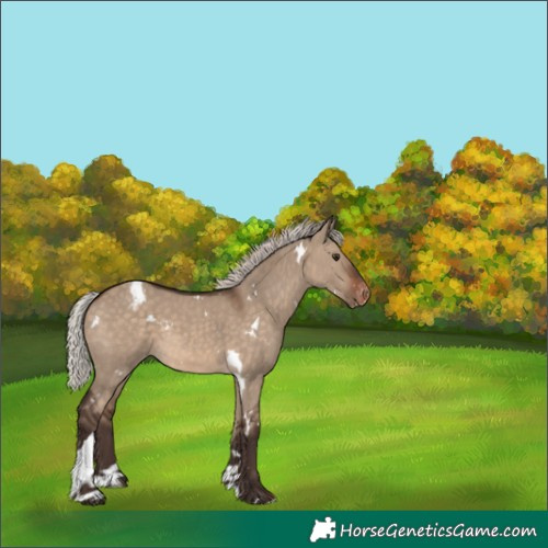 Horse Color:White Spotted Silver Brown Dun Tobiano Appaloosa 