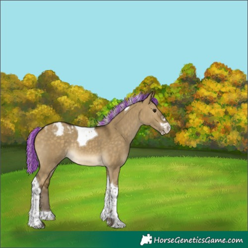 Horse Color:Painted Silver Buckskin Dun Sabino Tobiano Appaloosa Rabicano 