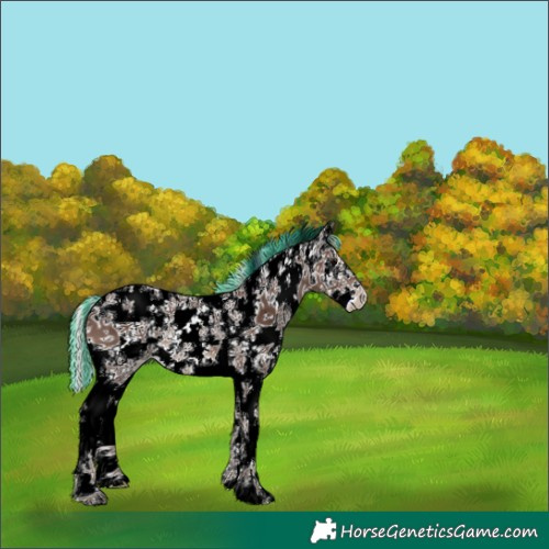 Horse Color:Painted Silver Black Sabino Rabicano