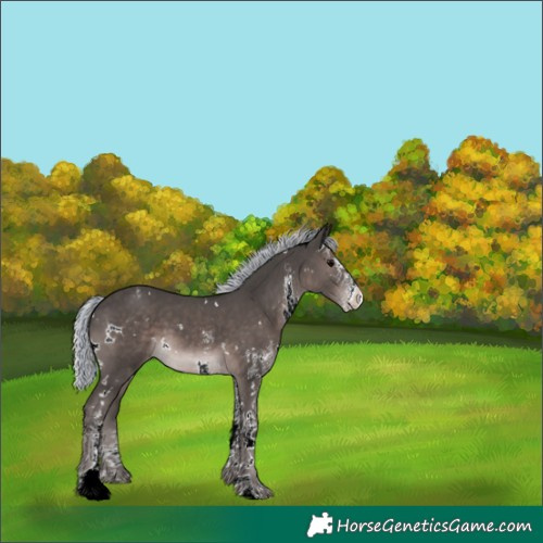 Horse Color:Platinum Painted White Spotted Silver Black Appaloosa