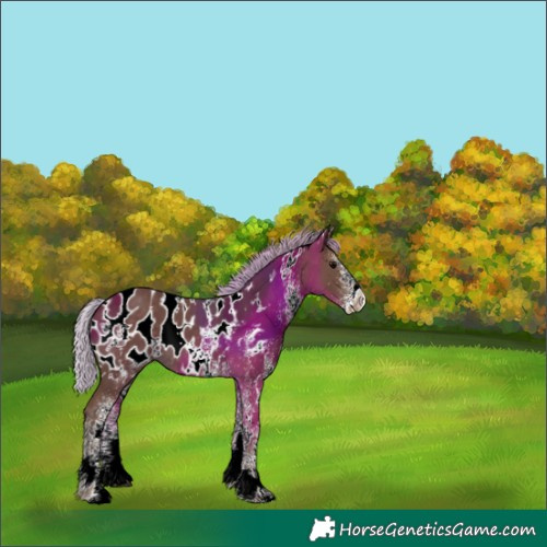 Horse Color:White Spotted Silver Black Appaloosa 