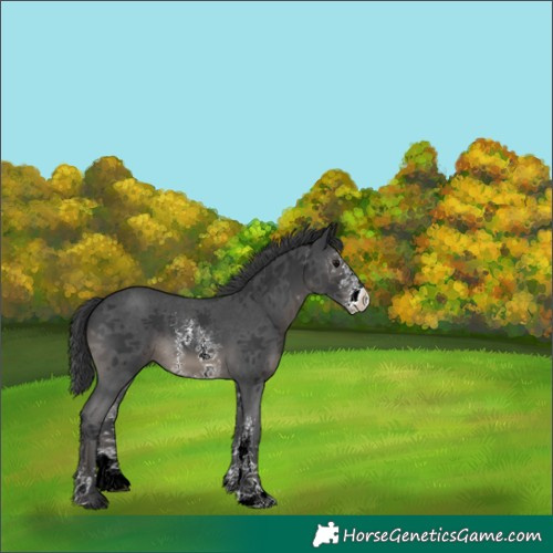 Horse Color:Black Sabino 