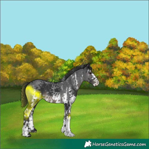 Horse Color:Black Sabino 