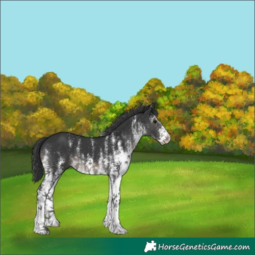 Horse Color:White Spotted Black 