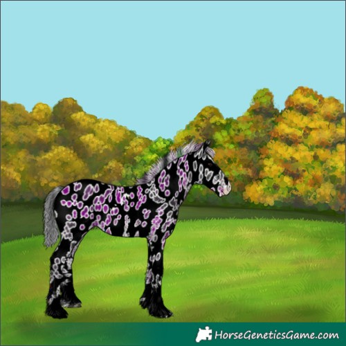 Horse Color:White Spotted Black Appaloosa 