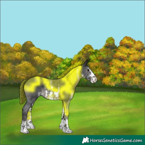 Horse Color:Black Sabino 