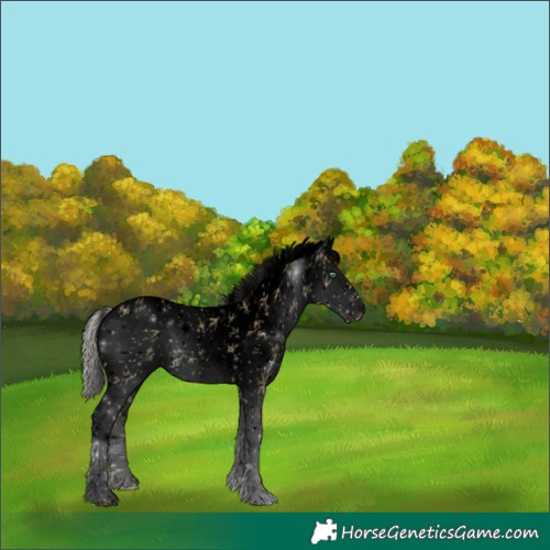 Horse Color:Void White Spotted Silver Sable Cream Champagne Dun Sabino Appaloosa 