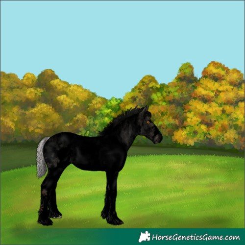 Horse Color:Void White Spotted Silver Classic Champagne Dun Sabino Rabicano