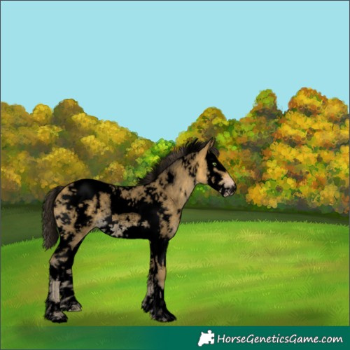 Horse Color:Void White Spotted Sable Cream Champagne Splash Tobiano Rabicano 