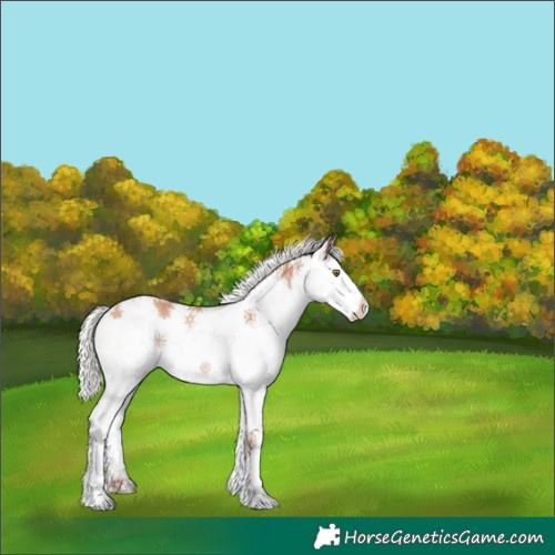 Horse Color:White Spotted Silver Sable Champagne Sabino Splash 