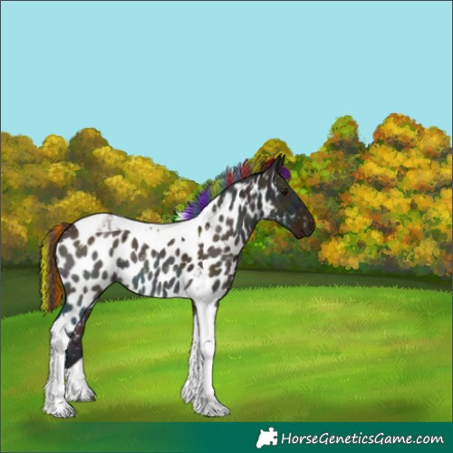 Horse Color:Painted Midnight Bay Dun Tobiano Appaloosa