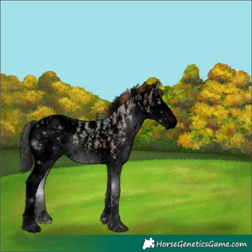 Horse Color:Void Bay Dun Sabino Splash Appaloosa 