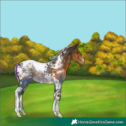 Horse Color:Painted White Spotted Chocolate Palomino Tobiano Appaloosa 