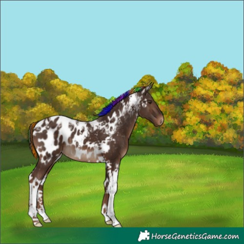 Horse Color:Painted Liver Chestnut Tobiano Near Leopard 