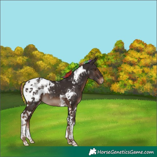 Horse Color:Painted Liver Chestnut Tobiano Appaloosa 