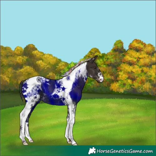 Horse Color:Painted White Spotted Liver Chestnut Tobiano 