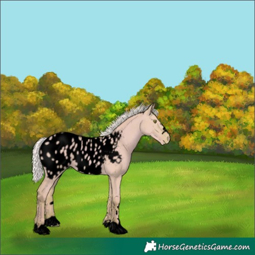 Horse Color:Void Watercolor Silver Sable Champagne Dun Appaloosa