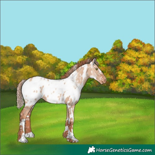Horse Color:White Spotted Gold Champagne Dun Appaloosa