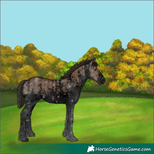 Horse Color:Void White Spotted Liver Red Dun 