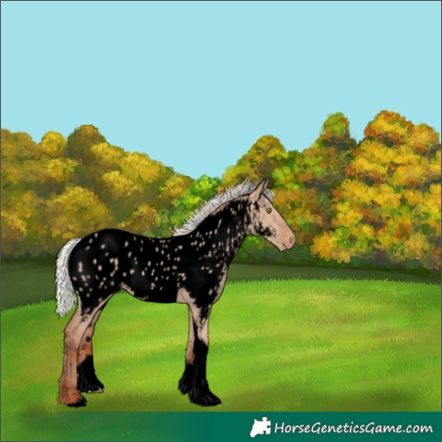 Horse Color:Void Silver Sable Champagne Dun Tobiano Appaloosa 