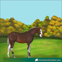 Horse Color:Silver Brown Splash