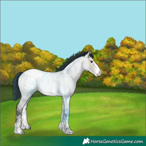 Horse Color:Bay Roan Dun Sabino Snowcap Rabicano 