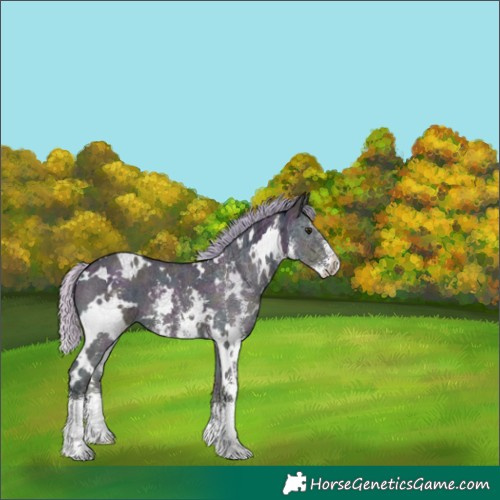 Horse Color:White Spotted Midnight Silver Buckskin Ice Onyx Sabino 