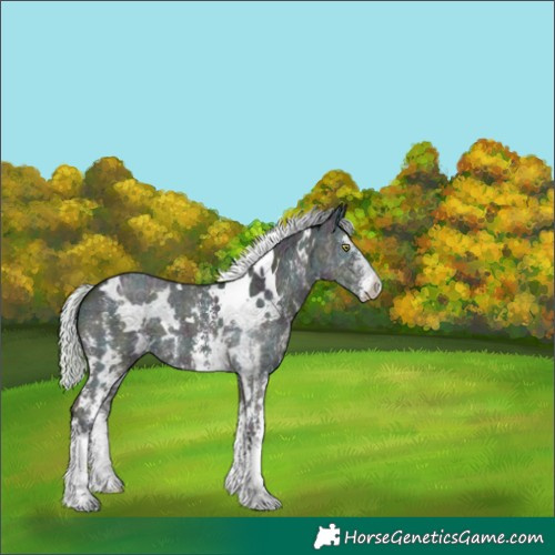 Horse Color:Plaid White Spotted Midnight Silver Buckskin Dun Sabino