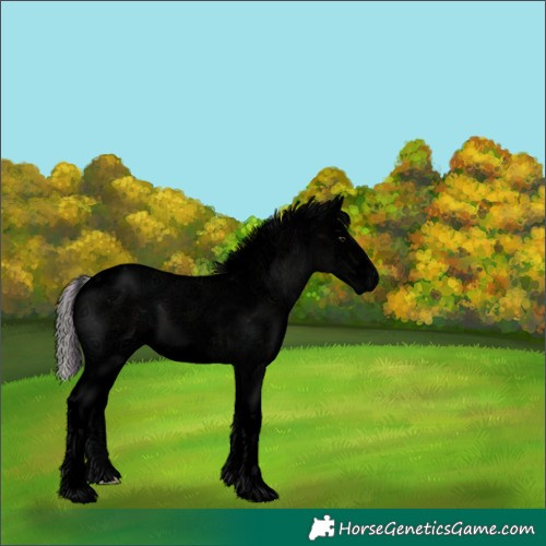 Horse Color:Void Plaid  Midnight Silver Brown Ice Onyx Sabino 