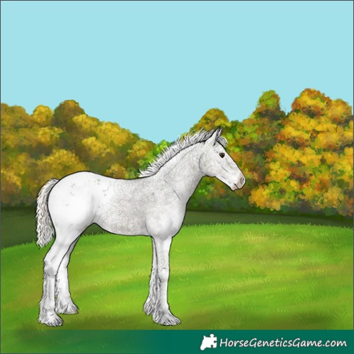 Horse Color:Plaid  Midnight Silver Buckskin Sabino 