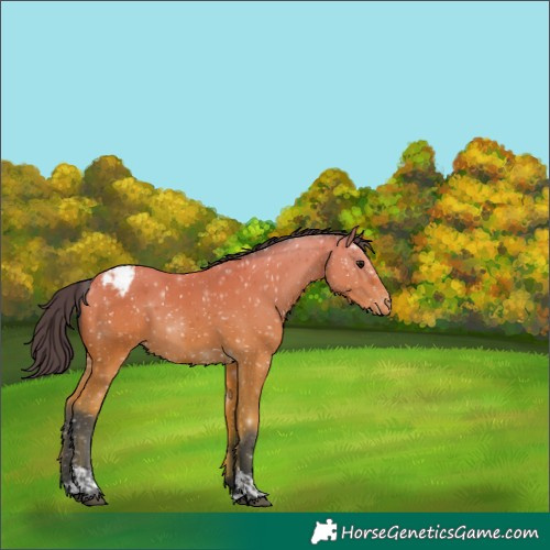 Horse Color:Bay Tobiano Appaloosa 