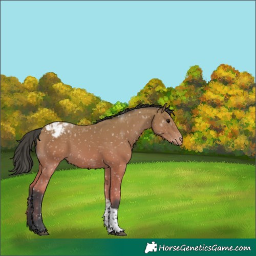 Horse Color:Bay Tobiano Snowcap 