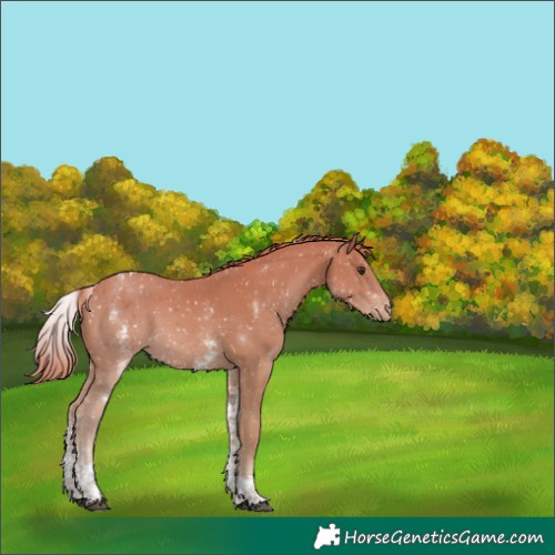 Horse Color:White Spotted Chestnut Tobiano Appaloosa 