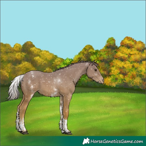 Horse Color:White Spotted Chestnut Tobiano Appaloosa 
