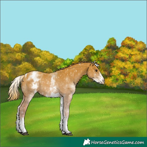 Horse Color:White Spotted Chestnut Tobiano Appaloosa 