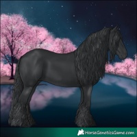 Horse Color:Black  and Black 