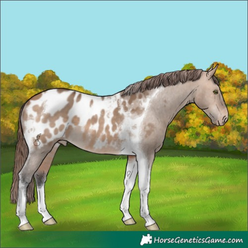 Horse Color:Bay Dun Tobiano Blanket 