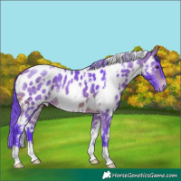 Horse Color:Watercolor White Spotted Brown Appaloosa