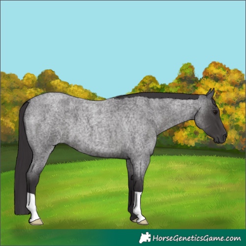 Horse Color:Smoky Blue Roan 