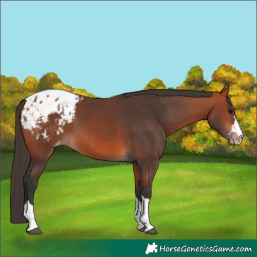 Horse Color:Bay Blanket 