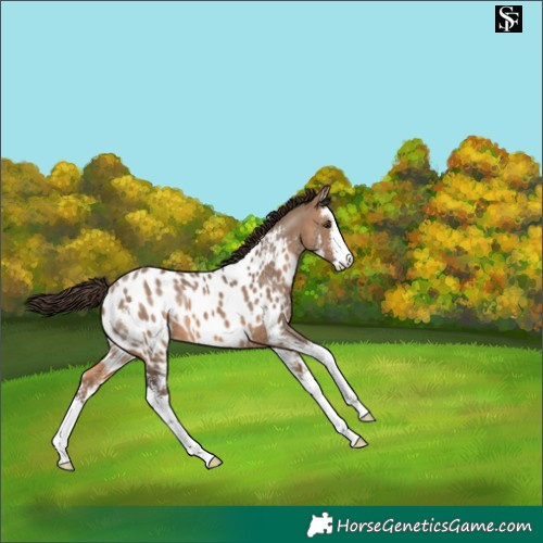 Horse Color:Brown Dun Sabino Appaloosa 