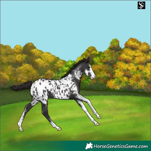 Horse Color:Smoky Black Sabino Appaloosa