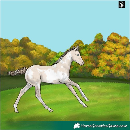Horse Color:White Spotted Smoky Creme Dun 