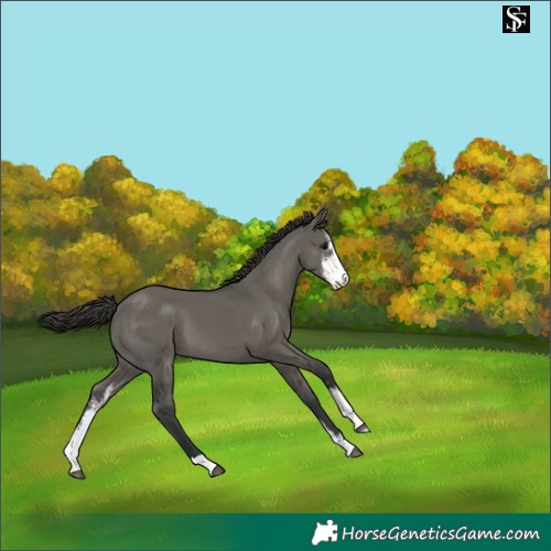 Horse Color:Grullo Sabino Appaloosa