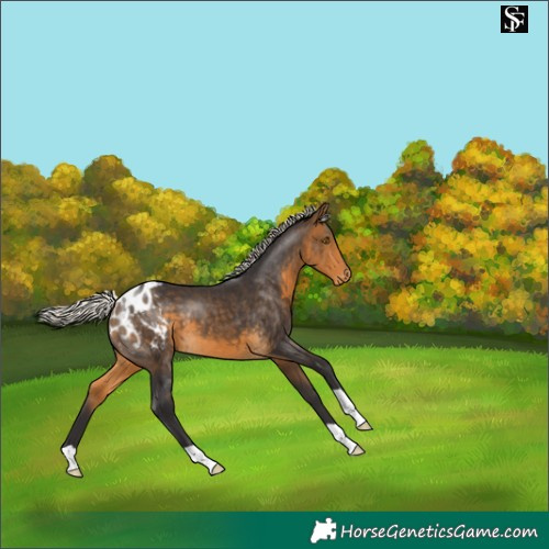 Horse Color:Silver Buckskin Appaloosa 