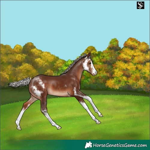 Horse Color:Silver Brown Sabino Appaloosa